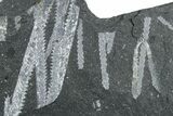 Fossil Graptolite (Didymograptus) Cluster - Wales #353826-1